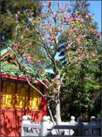 SanFranciscoHuaTsangTemple5.jpg SanFranciscoHuaTsangTemple5.jpg