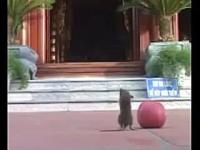 Themouselistenstothechanting(movie).JPG Themouselistenstothechanting(movie).JPG