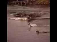 Motherdeersacrificesherselftosavethechild(movie).JPG Motherdeersacrificesherselftosavethechild(movie).JPG