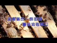 Beatingthebeesmakesmeregretitmovie.jpg Beatingthebeesmakesmeregretitmovie.jpg