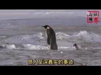 Penguinrepaysmovie.jpg Penguinrepaysmovie.jpg