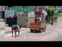 affectionatecowmovie.jpg affectionatecowmovie.jpg