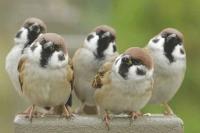 animal-102.jpg animal-102.jpg