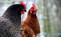 animal-103.jpg animal-103.jpg