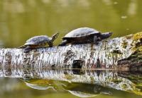 animal-104.jpg animal-104.jpg