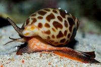 animal-105.jpg animal-105.jpg