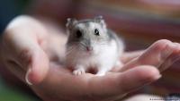 animal-106.jpg animal-106.jpg