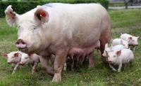 animal-107.jpg animal-107.jpg