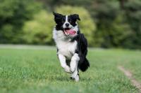 animal-111.jpg animal-111.jpg