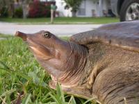 animal-120.jpg animal-120.jpg
