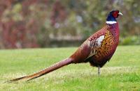 animal-121.jpg animal-121.jpg