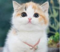 animal-124.jpg animal-124.jpg