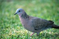 animal-136.jpg animal-136.jpg