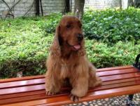 dogduoduohasalreadybecomemyfamily3.jpg dogduoduohasalreadybecomemyfamily3.jpg