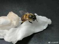 faintedbee.jpg faintedbee.jpg