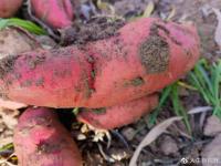 farmerswhodonotusepesticides1.jpg farmerswhodonotusepesticides1.jpg
