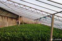 harvestofgreenorganicvegetables1.jpg harvestofgreenorganicvegetables1.jpg