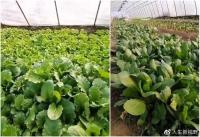 harvestofgreenorganicvegetables2.jpg harvestofgreenorganicvegetables2.jpg