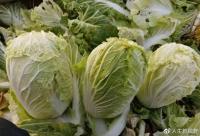 harvestofgreenorganicvegetables3.jpg harvestofgreenorganicvegetables3.jpg