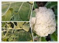 harvestofgreenorganicvegetables4.jpg harvestofgreenorganicvegetables4.jpg