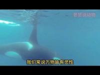 killerwhalereturnsmovie.jpg killerwhalereturnsmovie.jpg