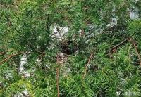 motherbirdlookingforbaby.jpg motherbirdlookingforbaby.jpg