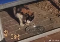 straycatfur1.jpg straycatfur1.jpg
