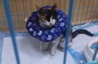 straycatfur2.jpg straycatfur2.jpg