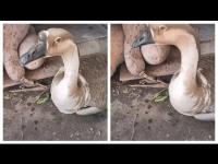 thegoosewillbekilledandcrymovie.jpg thegoosewillbekilledandcrymovie.jpg