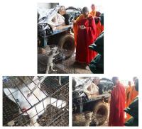 theholymonkboughtallthelivestock5.jpg theholymonkboughtallthelivestock5.jpg