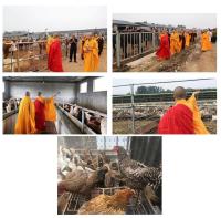 theholymonkboughtallthelivestock6.jpg theholymonkboughtallthelivestock6.jpg