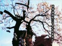 themonkrevivesthedeadtreemovie.jpg themonkrevivesthedeadtreemovie.jpg